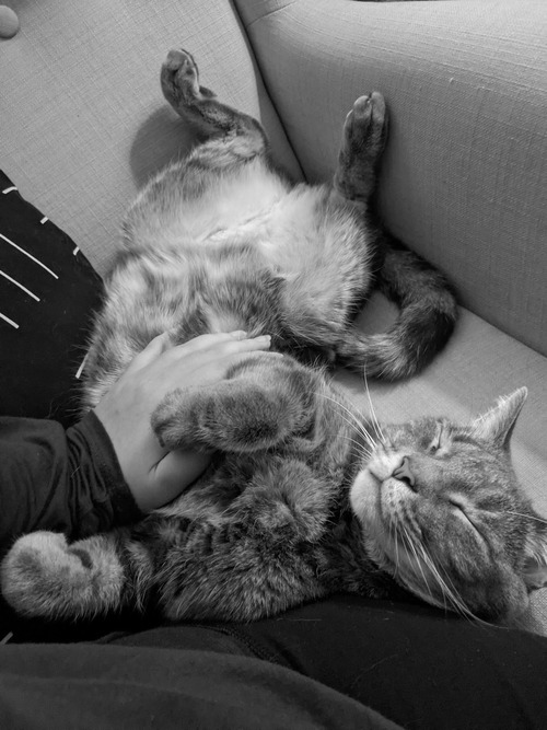 A photo of me petting my cat, Huckleberry, on the tummy, rendered in black and white. He is a silver tabby and very cute.